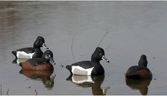 Standard Ringneck Duck Decoys